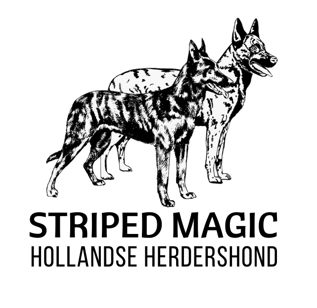 Striped Magic Holland juhászkutya Kennel