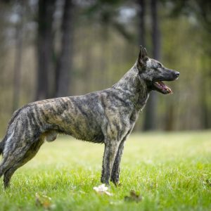 Aernout Kaiannco "Cooper"