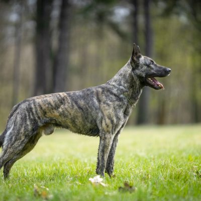 Aernout Kaiannco "Cooper"