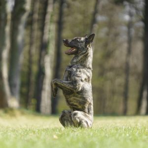 Aernout Kaiannco "Cooper"