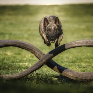 Aernout Kaiannco "Cooper"