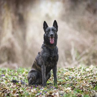 Bahama Black Beck Herders "Mokka"