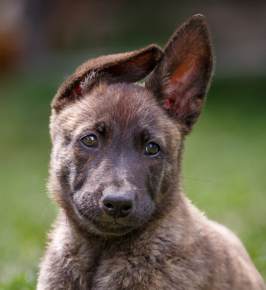 Enjoy Black Beck Herders Enjoy Black Beck Herders