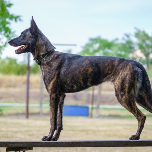 _KNO5680 (Large) (1)