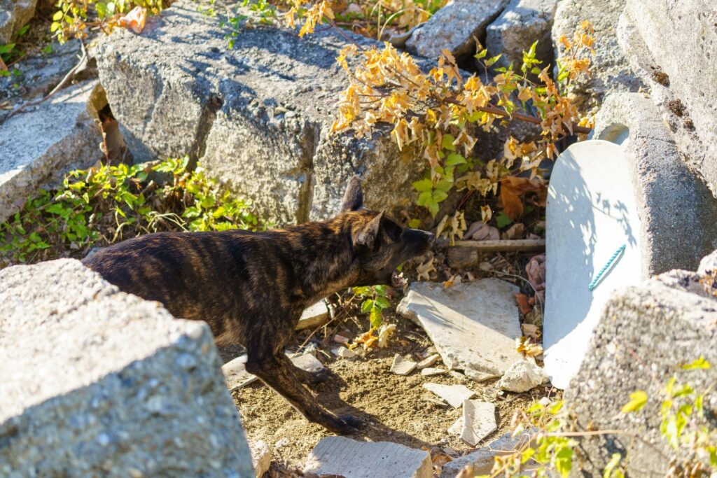 Dog Dancing Hungary