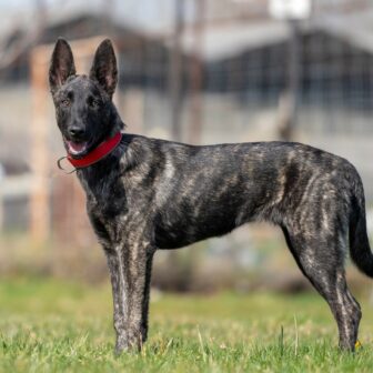 _KNO1251-Edit (Large)